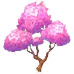 Sakura-Kirschblüte